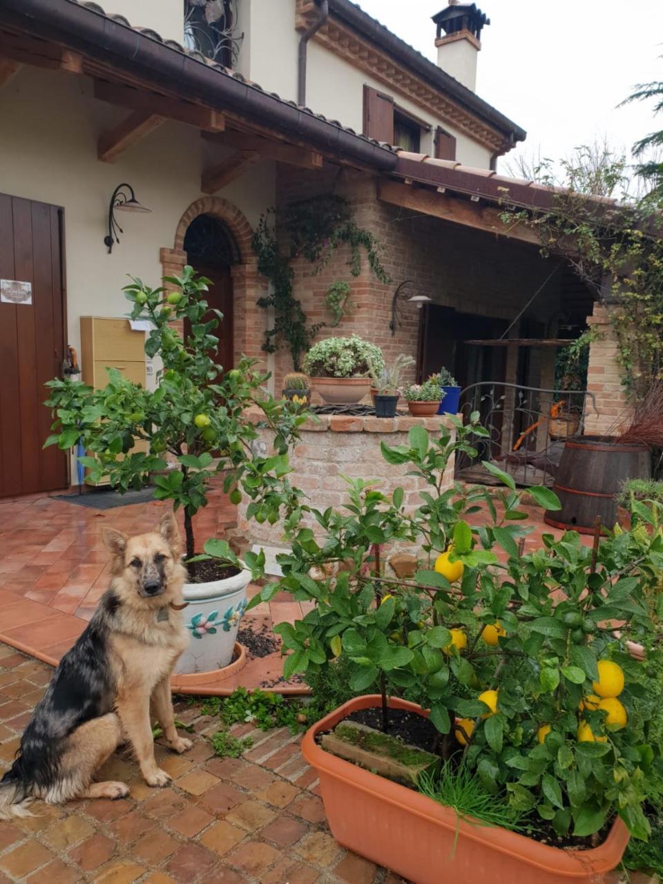 Ca' Dei Gelsi B & B Coriano Luaran gambar